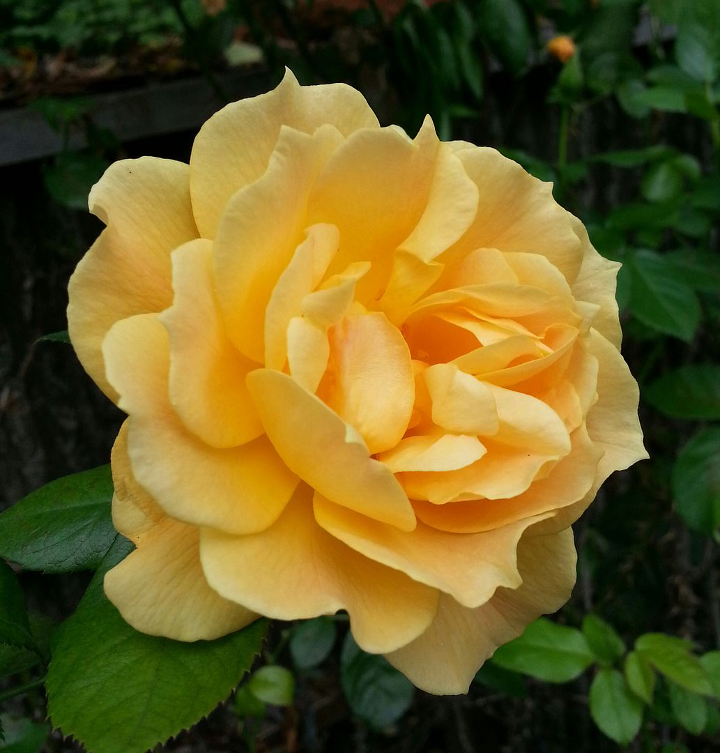  photo 20140902_104642-1_zpsoje7k5j7.jpg